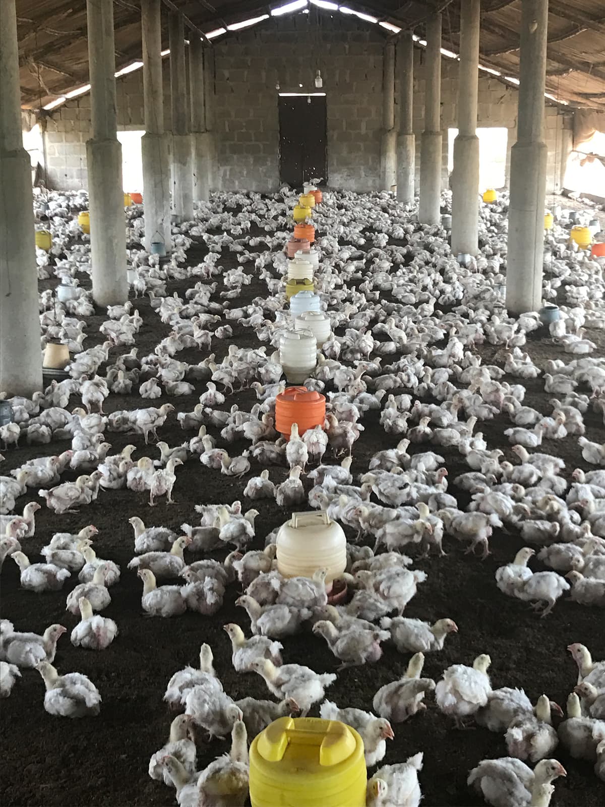 Mr Pollo farm operations